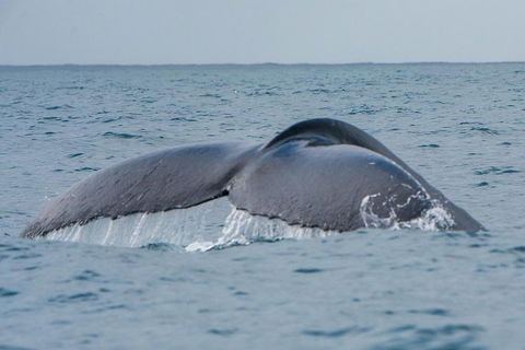 2-Hour Guided Whale Watching Tour At Noosa - Accommodation Bookings 1