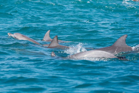 2-Hour Guided Whale Watching Tour At Noosa - Accommodation Bookings 2