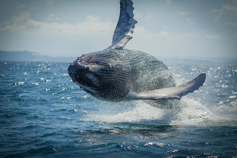 2-Hour Guided Whale Watching Tour At Noosa - Accommodation Bookings 3