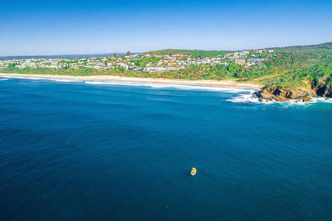2-Hour Guided Whale Watching Tour At Noosa - Accommodation Bookings 4