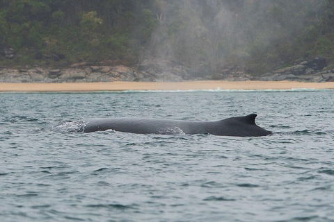 2-Hour Guided Whale Watching Tour At Noosa - Accommodation Bookings 5