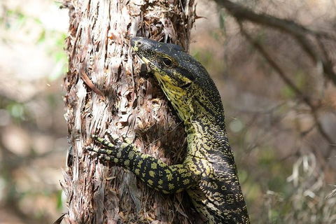 Byron Bay Hinterland Tour Including Rainforest Walk To Minyon Falls - Accommodation Bookings 1
