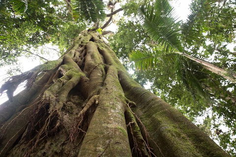 Byron Bay Hinterland Tour Including Rainforest Walk To Minyon Falls - Accommodation Bookings 2
