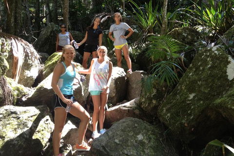 Byron Bay Hinterland Tour Including Rainforest Walk To Minyon Falls - Accommodation Bookings 3