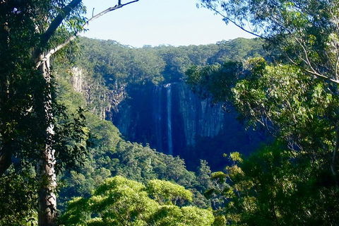 Byron Bay Hinterland Tour Including Rainforest Walk To Minyon Falls - Accommodation Bookings 4