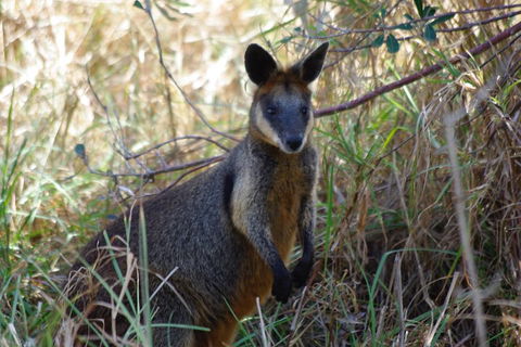 Byron Bay Combo: Hinterland Tour Including Minyon Falls And Kayaking With Dolphins - Accommodation Bookings 2