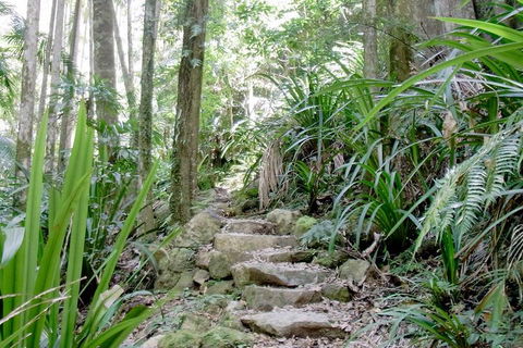 Byron Bay Combo: Hinterland Tour Including Minyon Falls And Kayaking With Dolphins - Accommodation Bookings 5