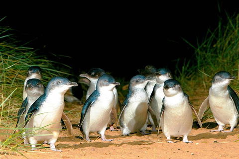Phillip Island Penguins Private Tour - Accommodation Bookings 0