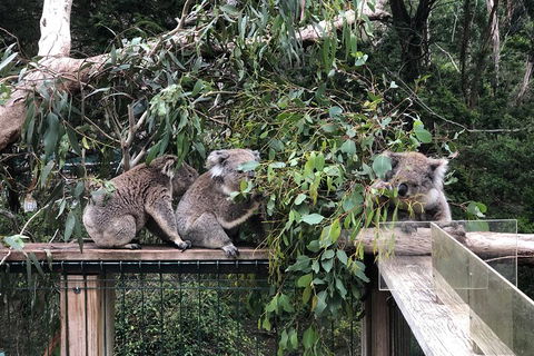 Phillip Island Penguins Private Tour - Accommodation Bookings 3