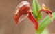 Wave Rock, Wild Flowers And Astro Photography - thumb 2