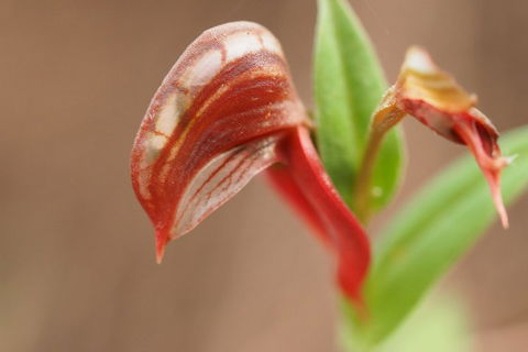 Wave Rock, Wild Flowers And Astro Photography - Accommodation Bookings 2