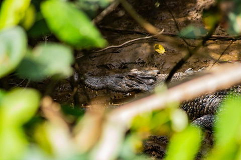 Cape Tribulation Day Tour - Accommodation Bookings 5