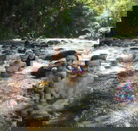Daintree Rainforest Cape Tribulation Mossman Gorge Small-Group Day Tour - Accommodation Bookings