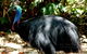 Daintree Rainforest, Cape Tribulation, Mossman Gorge Small-Group Day Tour - thumb 3