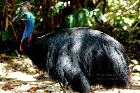 Daintree Rainforest, Cape Tribulation, Mossman Gorge Small-Group Day Tour - Accommodation Bookings 3