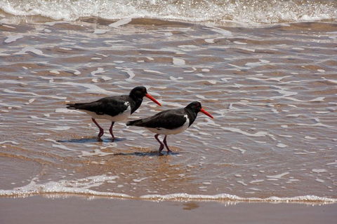 1770 Coastline Tour By LARC Amphibious Vehicle Including Picnic Lunch - Accommodation Bookings 2
