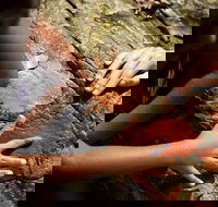 Ngana Julaymba Dungay - Half Day - Accommodation Bookings