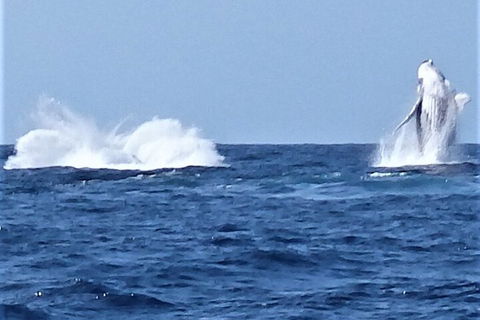 Noosa Whale Watching - Accommodation Bookings 3