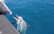 Noosa Wild Dolphin Safari - thumb 0