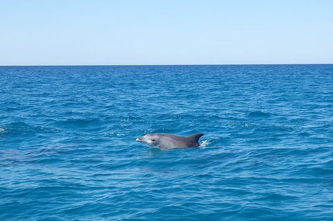 Noosa Wild Dolphin Safari - Accommodation Bookings 1