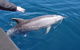 Noosa Wild Dolphin Safari - thumb 2