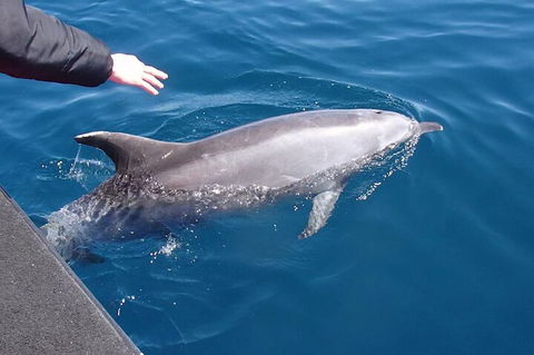 Noosa Wild Dolphin Safari - Accommodation Bookings 2