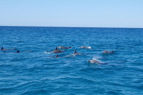 Noosa Wild Dolphin Safari - Accommodation Bookings 3