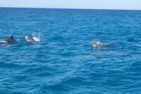Noosa Wild Dolphin Safari - Accommodation Bookings 4