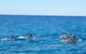 Noosa Wild Dolphin Safari - thumb 5
