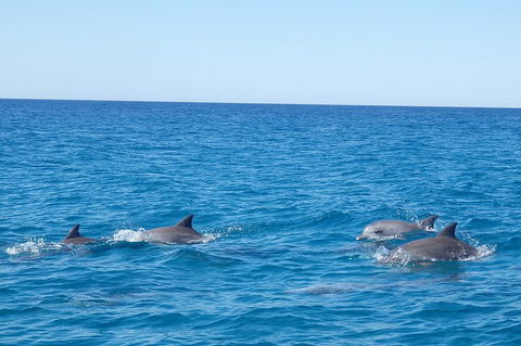 Noosa Wild Dolphin Safari - Accommodation Bookings 5