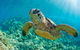 All Inclusive Tangalooma Wrecks Cruise Tour From Gold Coast - thumb 4