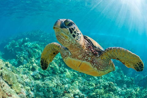 All Inclusive Tangalooma Wrecks Cruise Tour From Gold Coast - Accommodation Bookings 4