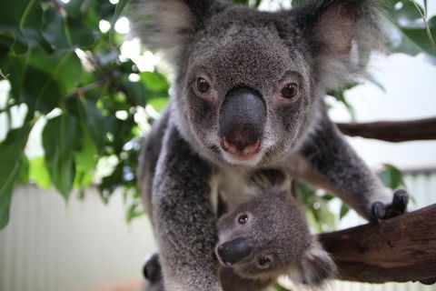 Kuranda Day Tour, TKS-RFS GRAND GOLD PLUS 0930 - Accommodation Bookings 1
