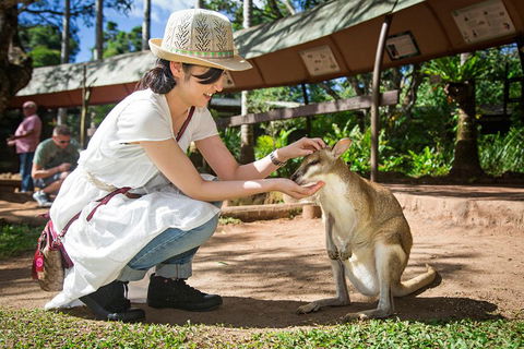Kuranda Day Tour, TKS-RFS GRAND GOLD PLUS 0930 - Accommodation Bookings 3