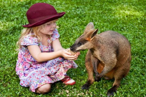 Kuranda Day Tour + HotAir Balloon Combo - Accommodation Bookings 0