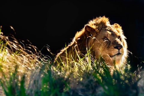 Sydney Taronga Zoo General Entry Ticket - Accommodation Bookings 0