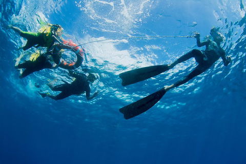 Passions Of Paradise Great Barrier Reef Snorkel And Dive Cruise From Cairns By Luxury Catamaran - Accommodation Bookings 2