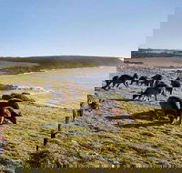 Kangaroo Island Personal Group Tours - Accommodation Bookings