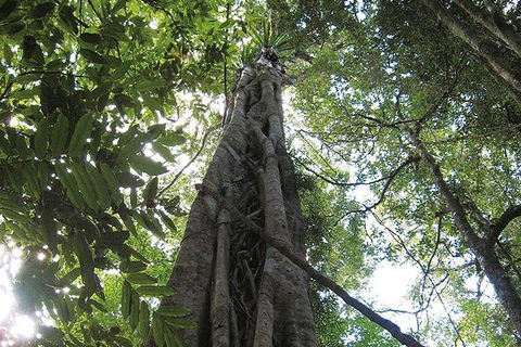 Natural Bridge Glow Worm Night Tour From Gold Coast - Accommodation Bookings 1