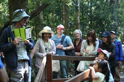 Natural Bridge Glow Worm Night Tour From Gold Coast - Accommodation Bookings 4