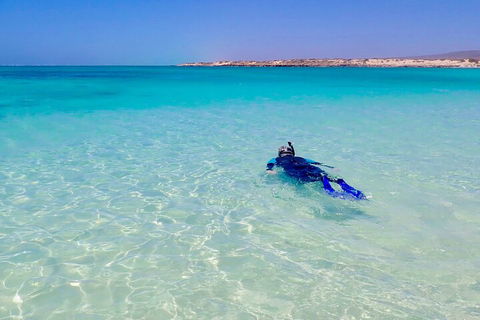 Ningaloo In A Day - Full Day Hike And Snorkel Tour With Lunch - Accommodation Bookings 4