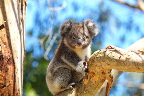 LGBT+ Friendly 2 Day Private Tour Great Ocean Road + Phillip Island - Accommodation Bookings 1
