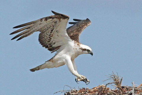 Shipwreck Special Nature Tour/Half Day Tour - Accommodation Bookings 4