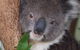 All Inclusive Blue Mountains Small-Group Day Trip From Sydney - thumb 1