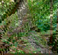 Private Daintree Mossman Gorge Exclusive Nature and Wildlife Focus - Accommodation Bookings
