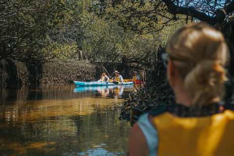 Kayak Tour In Adelaide Dolphin Sanctuary - Accommodation Bookings 0