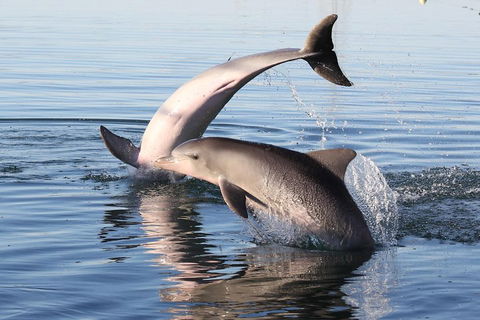 Kayak Tour In Adelaide Dolphin Sanctuary - Accommodation Bookings 5