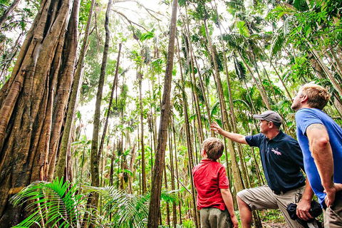 Natural Bridge & Springbrook Waterfalls Tour + Hot Air Balloon With Breakfast - Accommodation Bookings 5