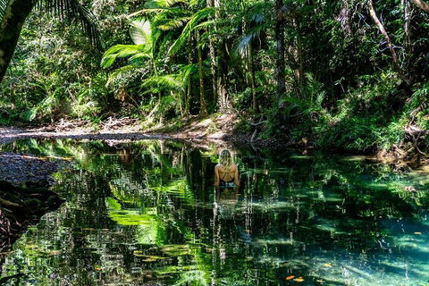 Daintree And Cape Tribulation Full Day Guided Tour - Accommodation Bookings 1