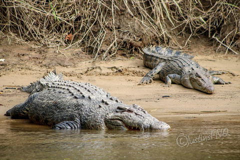 Daintree And Cape Tribulation Full Day Guided Tour - Accommodation Bookings 3